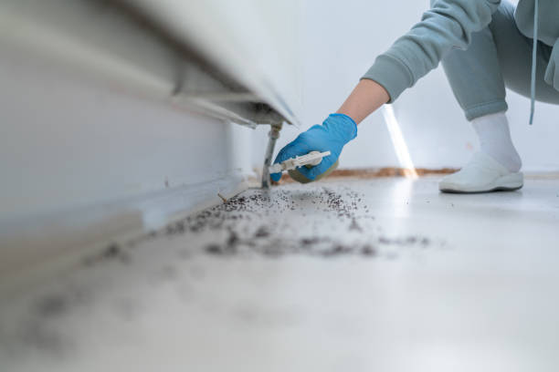 Best Exterminator Services  in Roanoke Rapids, NC